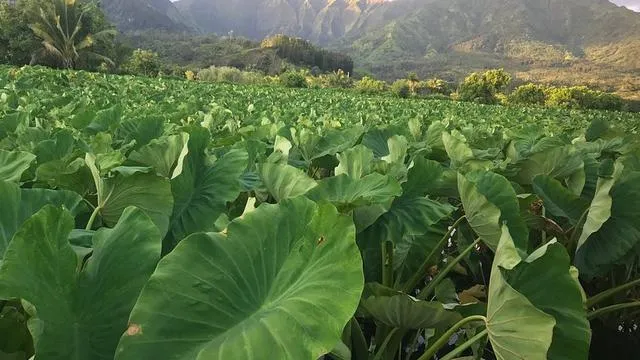 Harvest Market Hanalei
